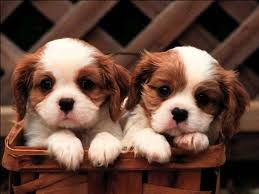 Two puppies