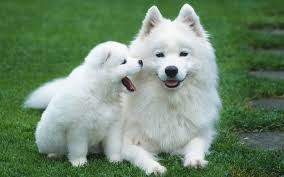 Puppies
