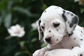 Dalmatian Puppy